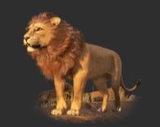 The big lion
